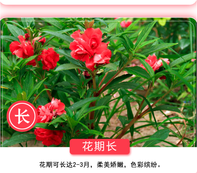 重瓣凤仙花种籽室外花种籽子四季播种开花指甲花籽盆栽庭院花