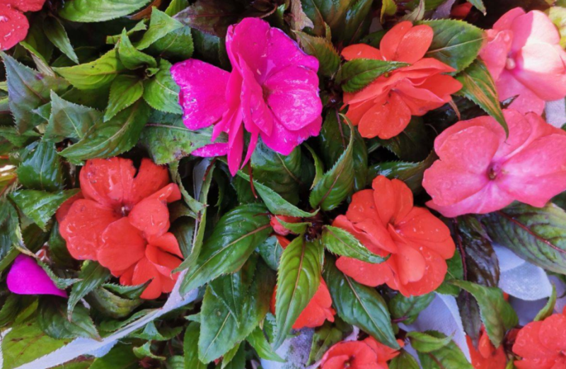 重瓣凤仙花种籽室外花种籽子四季播种开花指甲花籽盆栽庭院花