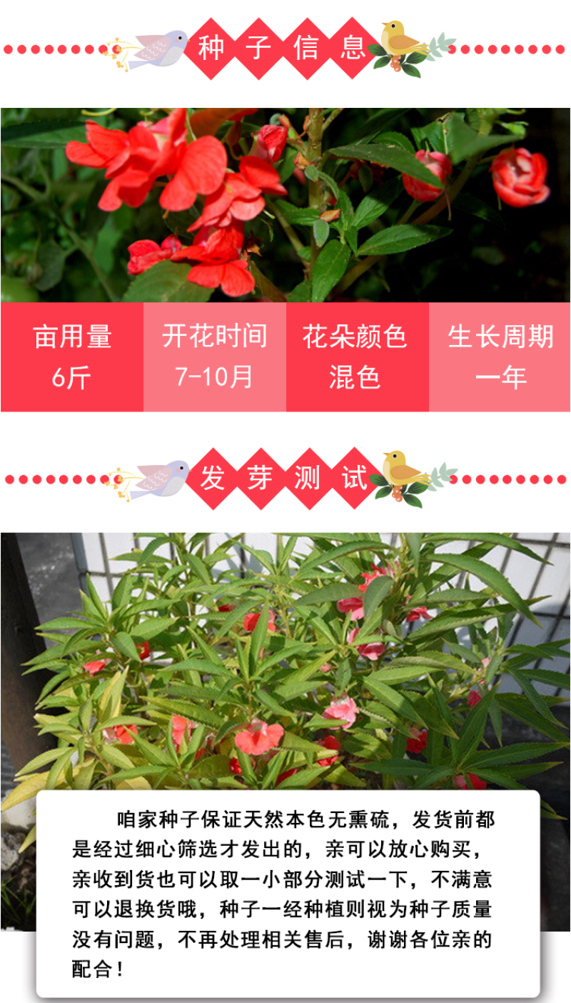 重瓣凤仙花种籽室外花种籽子四季播种开花指甲花籽盆栽庭院花