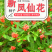 重瓣凤仙花种籽室外花种籽子四季播种开花指甲花籽盆栽庭院花