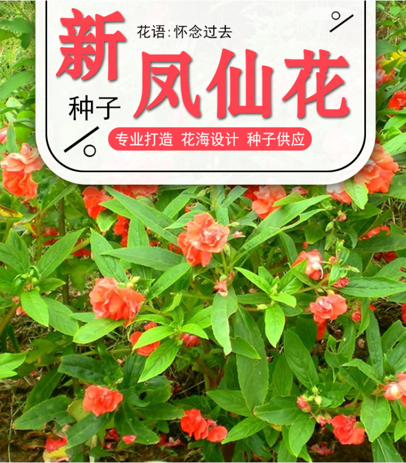 重瓣凤仙花种籽室外花种籽子四季播种开花指甲花籽盆栽庭院花
