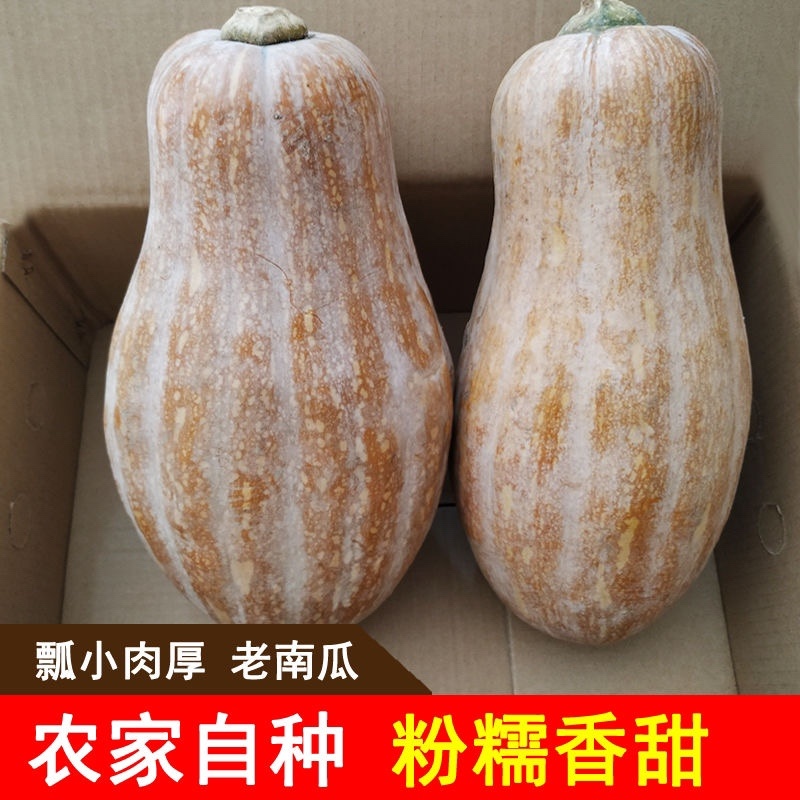 荆州松滋坡地蜜本老南瓜大量出货，颜色好，口感好，质量保证