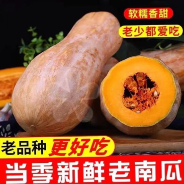 荆州松滋坡地蜜本老南瓜大量出货，颜色好，口感好，质量保证
