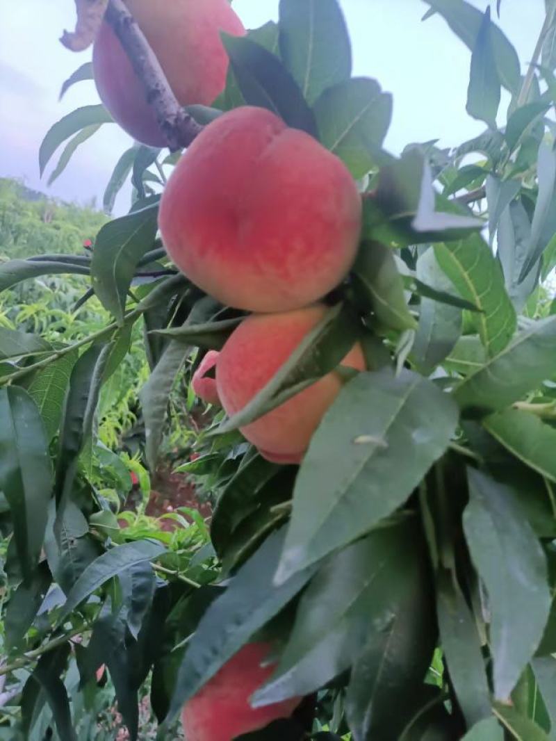 红夏甜桃，红毛桃