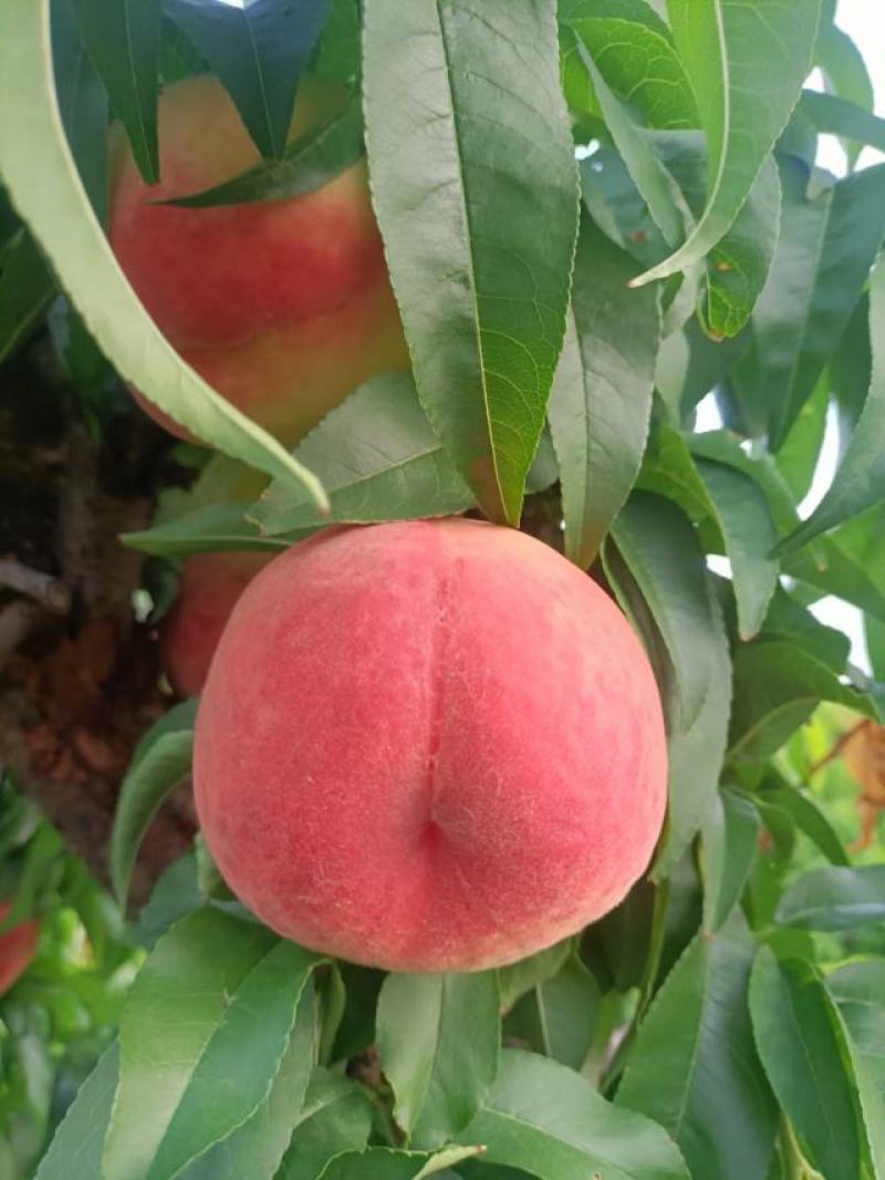 红夏甜桃，红毛桃