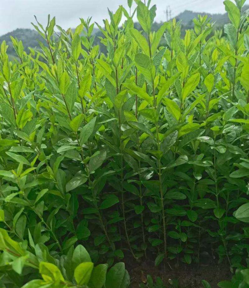 水蜡苗耐旱耐寒庭院别墅绿化苗绿篱苗围墙苗室外绿