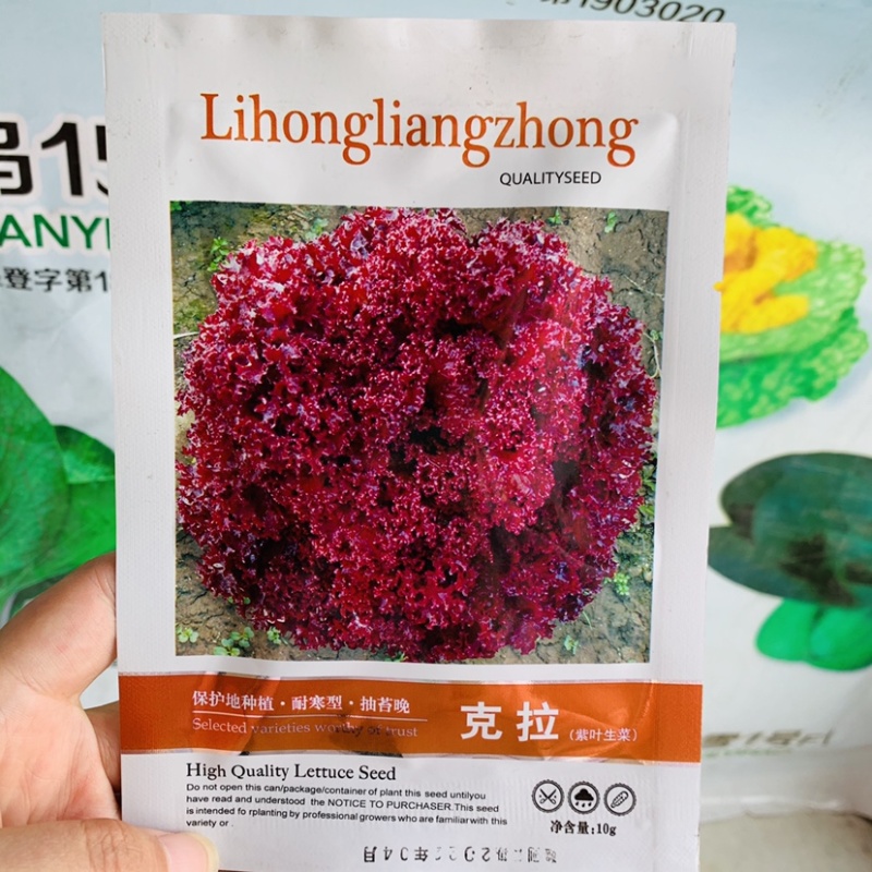 克拉紫叶生菜种子散叶型生菜叶面紫红色生菜种子甜脆