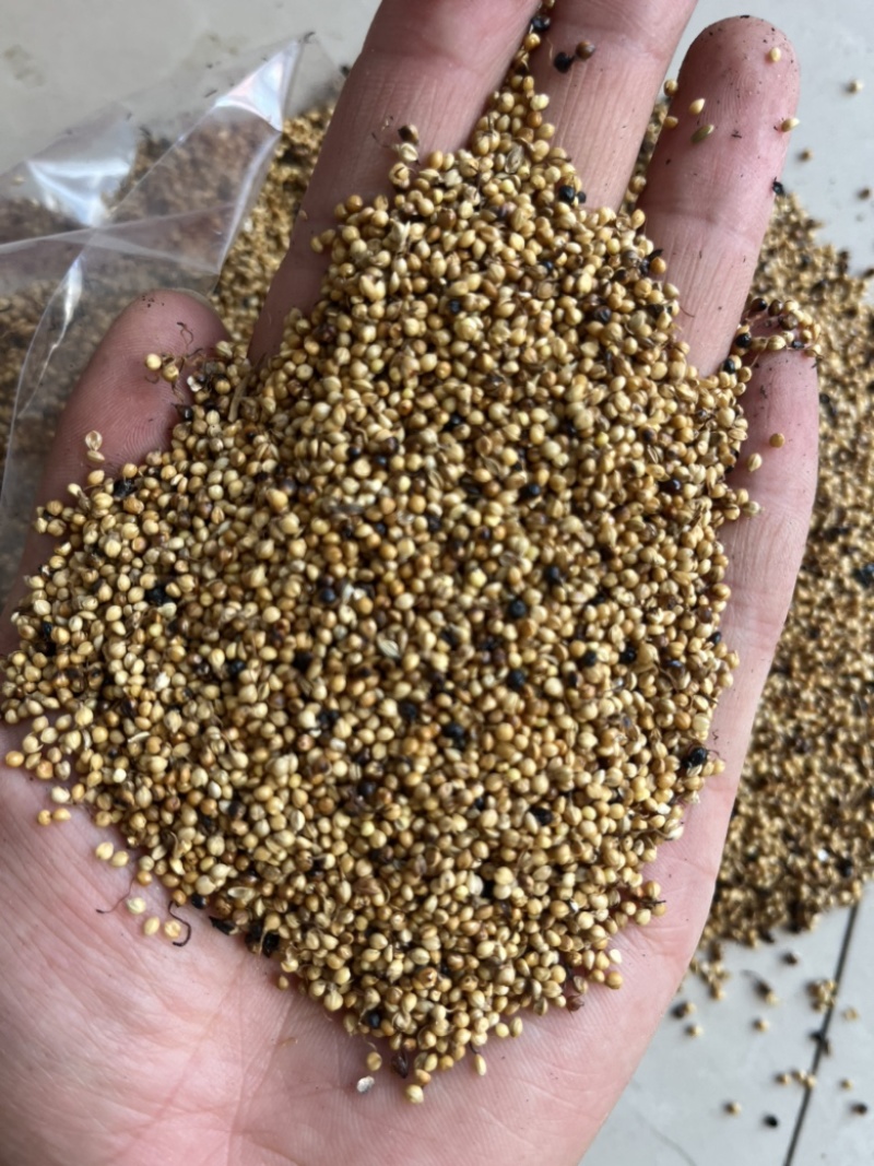 【炒谷芽】谷芽。干净无杂质正品低价促销文斌药业