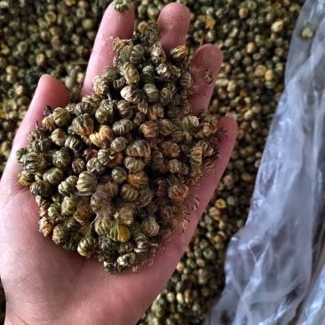 胎菊花茶，养生专用，药用，颜色好看丹丹中药