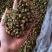 胎菊花茶，养生专用，药用，颜色好看丹丹中药
