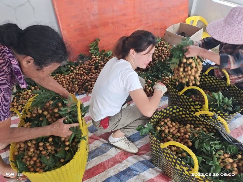 广西省钦州市浦北县黑黄皮（黑金刚）已经大量上市