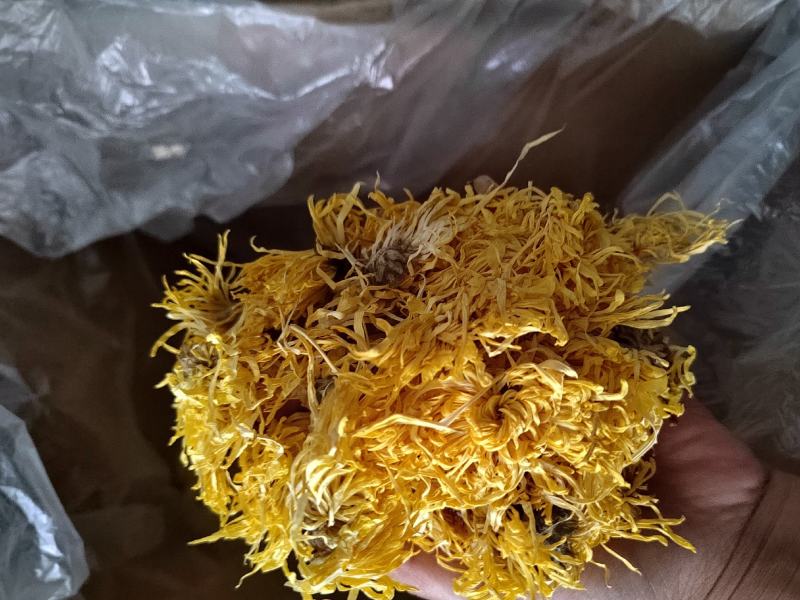 金丝皇菊
