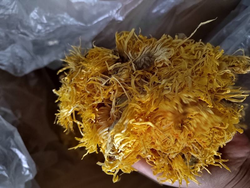 金丝皇菊