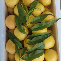 山东黄油桃24年新果，品质保障产地直供，量大从优视频看货