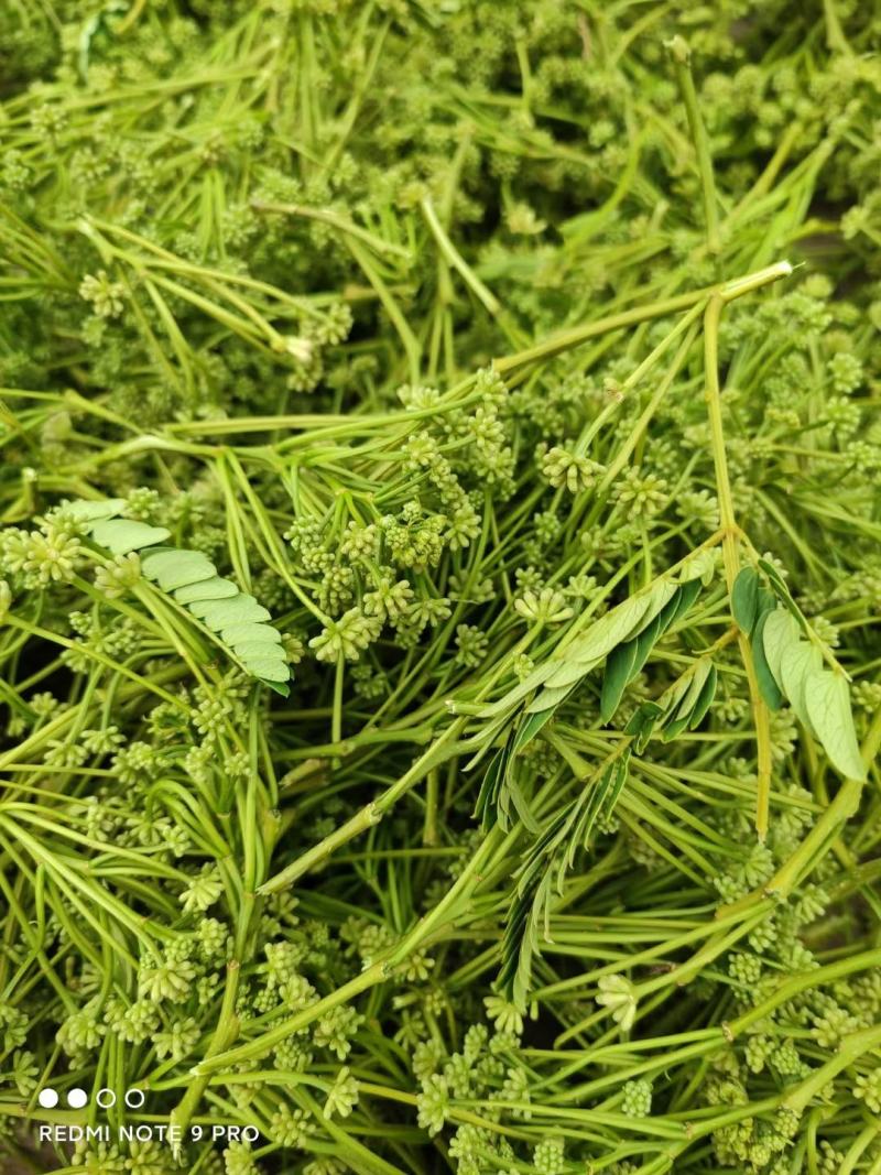 夜合米正品合欢米量大从优产地直销一手货源