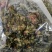 夜合米正品合欢米量大从优产地直销一手货源