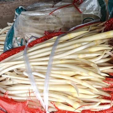 洪湖笔尖藕带