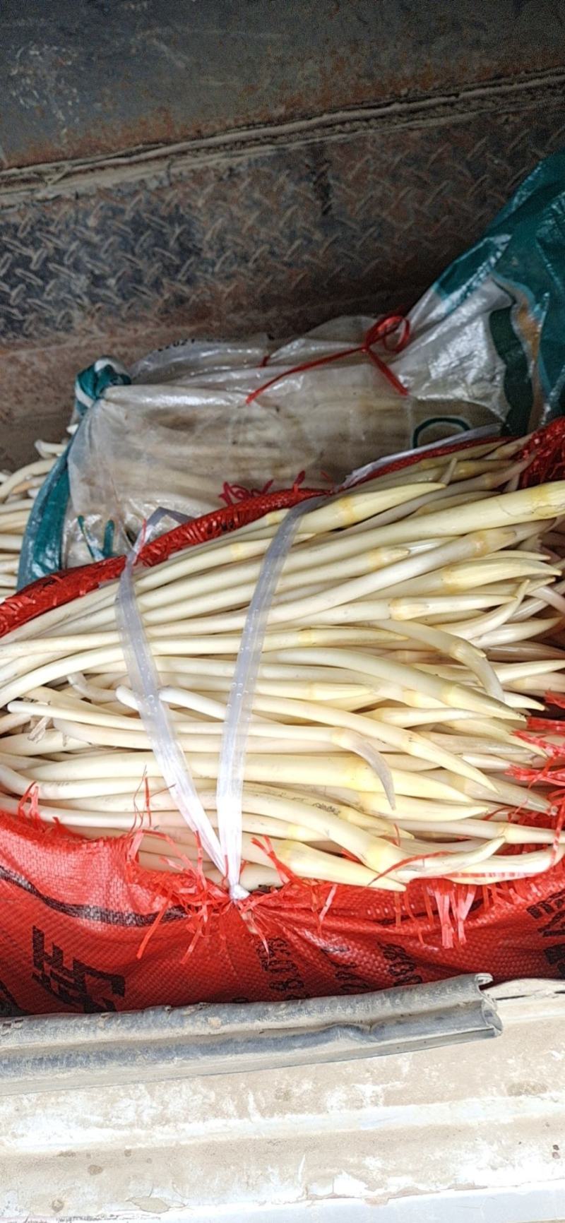 洪湖笔尖藕带