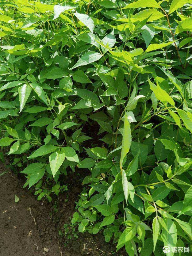 黄柏树苗中药材黄柏树苗剥皮黄柏树苗南北方种植四川黄柏树