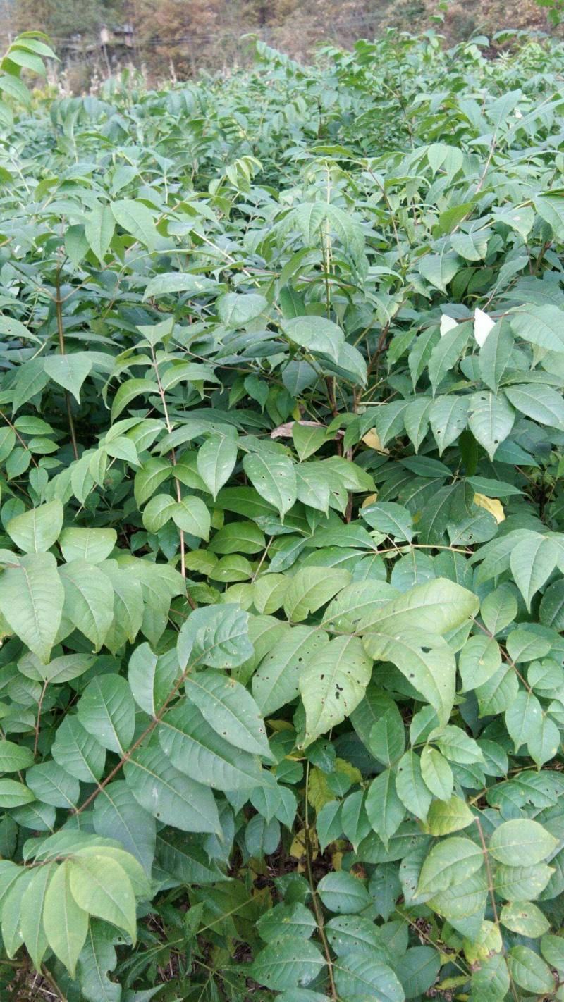 黄柏树苗中药材黄柏树苗剥皮黄柏树苗南北方种植四川黄柏树