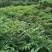 黄柏树苗中药材黄柏树苗剥皮黄柏树苗南北方种植四川黄柏树