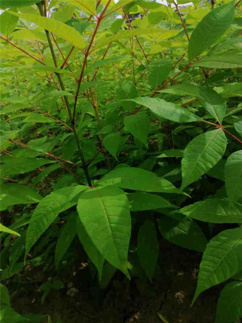 黄柏树苗中药材黄柏树苗剥皮黄柏树苗南北方种植四川黄柏树
