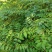 黄柏树苗中药材黄柏树苗剥皮黄柏树苗南北方种植四川黄柏树