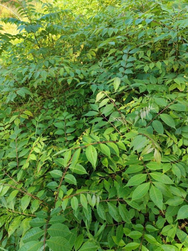 黄柏树苗中药材黄柏树苗剥皮黄柏树苗南北方种植四川黄柏树