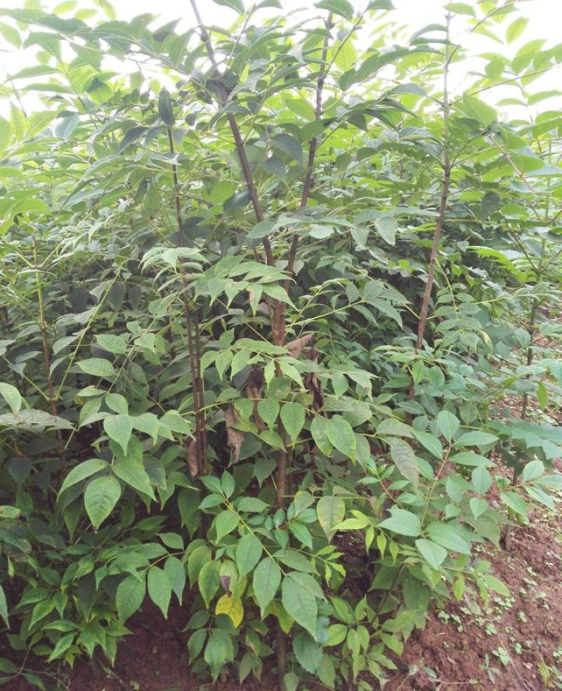 黄柏树苗中药材黄柏树苗剥皮黄柏树苗南北方种植四川黄柏树