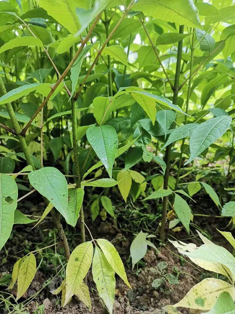 黄柏树苗中药材黄柏树苗剥皮黄柏树苗南北方种植四川黄柏树