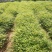 黄柏树苗中药材黄柏树苗剥皮黄柏树苗南北方种植四川黄柏树