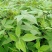 黄柏树苗中药材黄柏树苗剥皮黄柏树苗南北方种植四川黄柏树