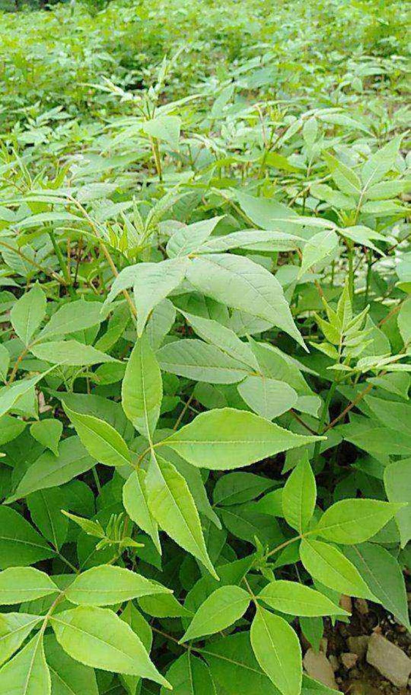 黄柏树苗中药材黄柏树苗剥皮黄柏树苗南北方种植四川黄柏树