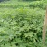 黄柏树苗中药材黄柏树苗剥皮黄柏树苗南北方种植四川黄柏树