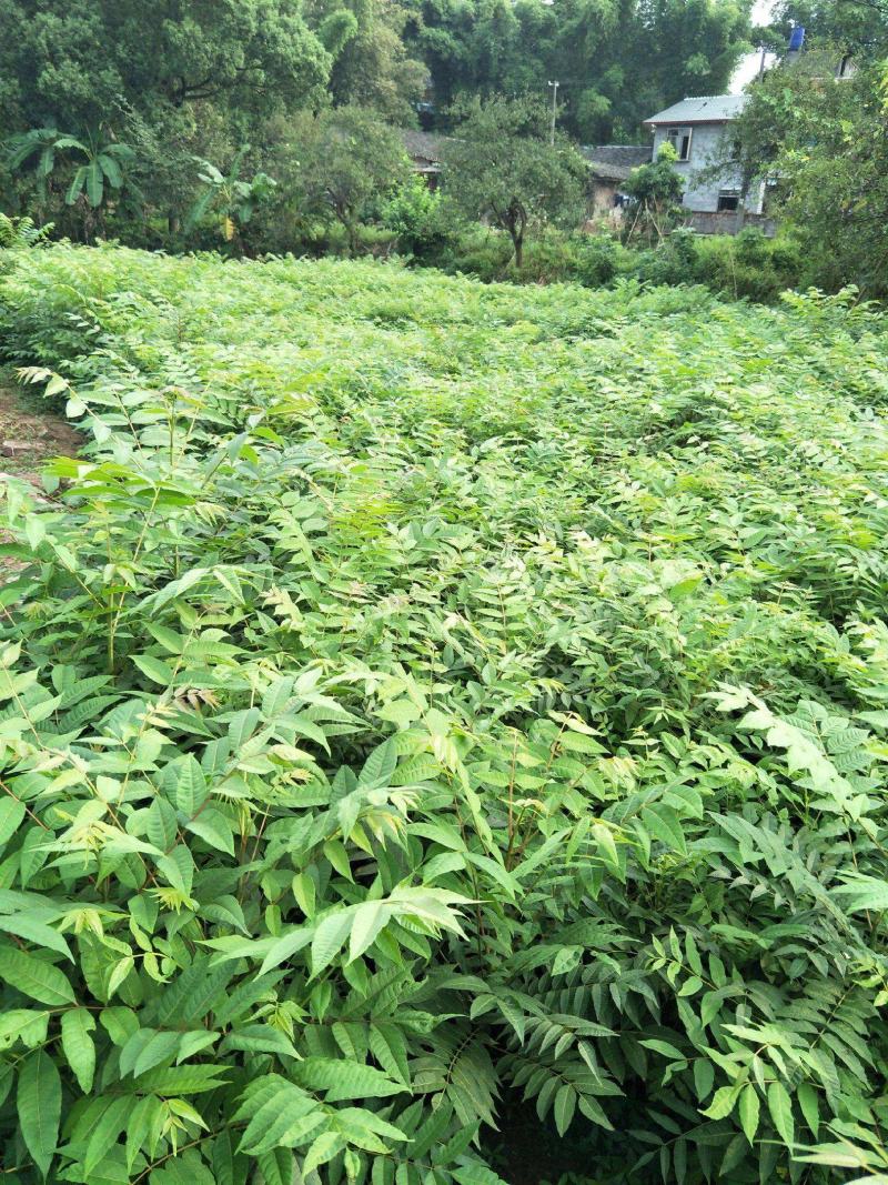 黄柏树苗中药材黄柏树苗剥皮黄柏树苗南北方种植四川黄柏树