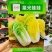 天禧星光娃娃菜种子早熟可做苗菜或大白菜内叶浅黄无毛
