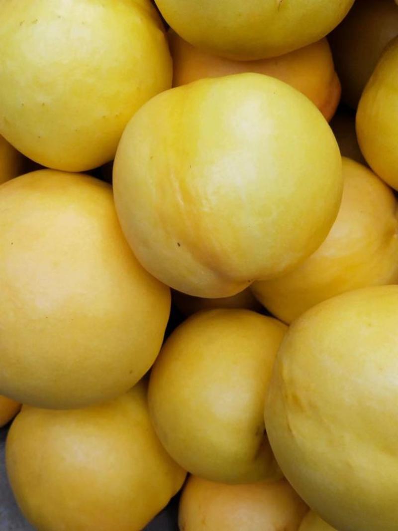 黄油桃量大从优质量口感好产地直发一手货源可视频