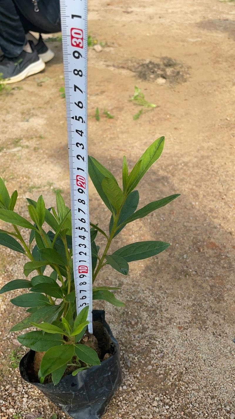 网红产品毛杜鹃七斤袋高度20/30.冠服20/30