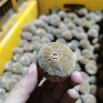 精品金毛化橘红