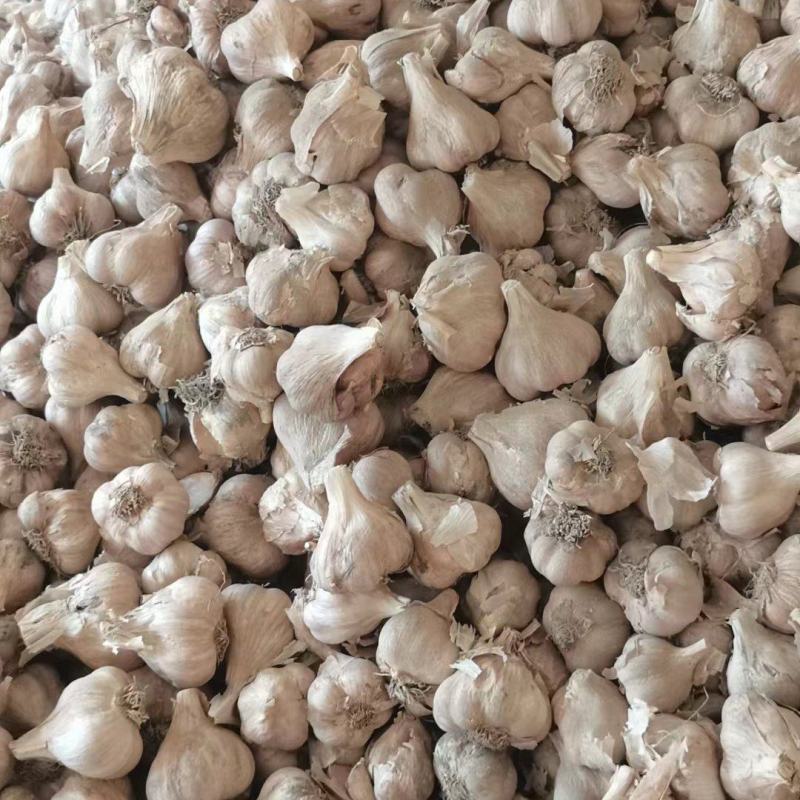 彭州精品软叶蒜，宝塔蒜，寒蒜，蒜苗蒜