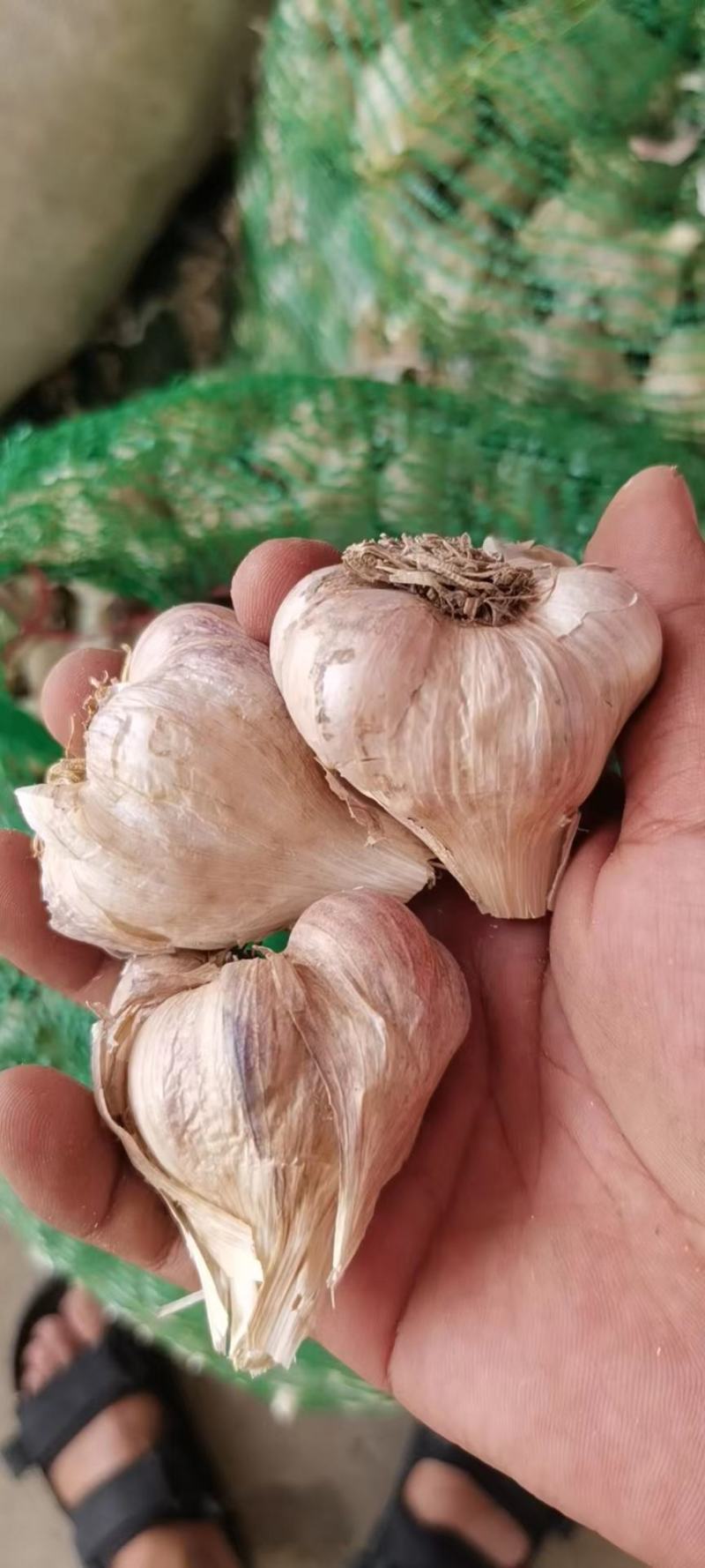 彭州精品软叶蒜，宝塔蒜，寒蒜，蒜苗蒜