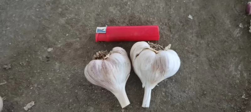 彭州精品软叶蒜，宝塔蒜，寒蒜，蒜苗蒜