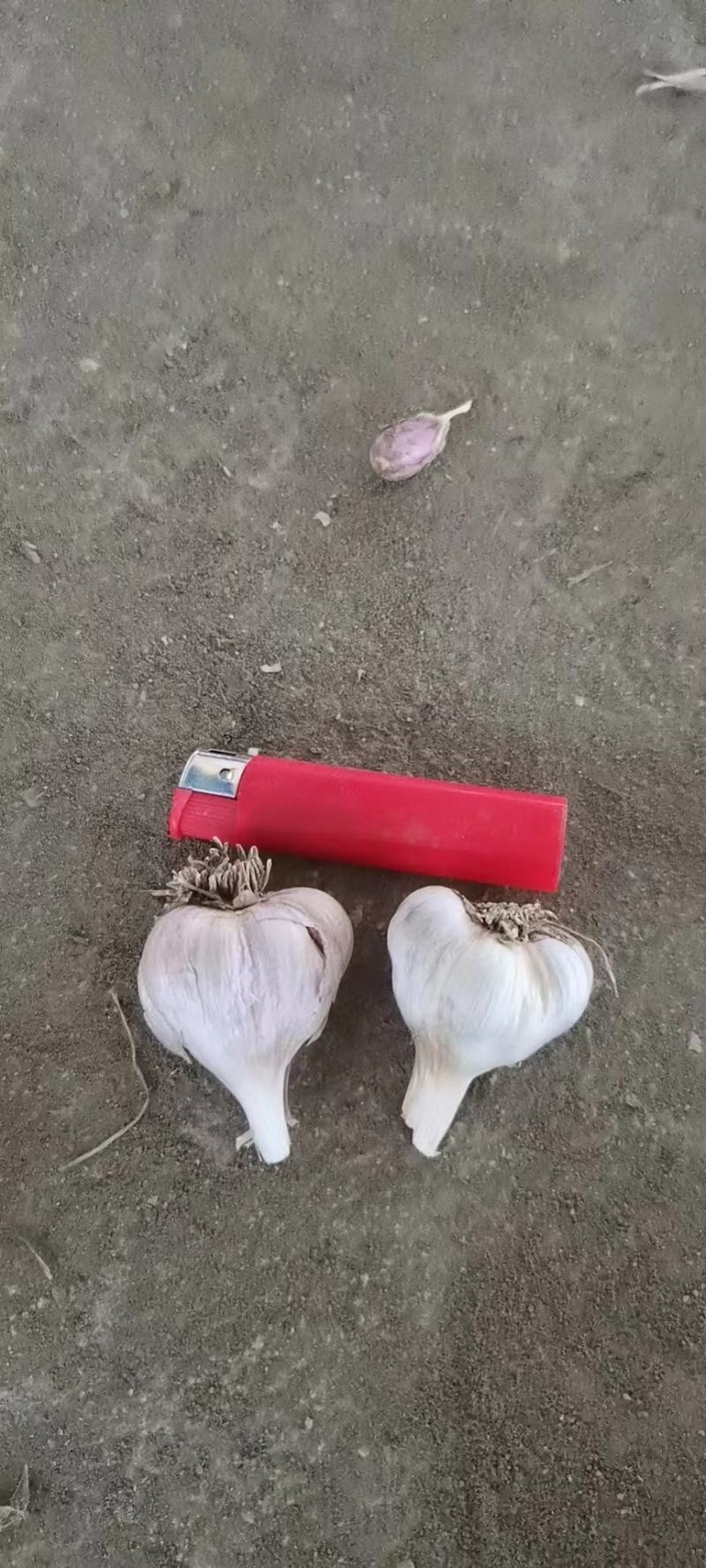 彭州精品软叶蒜，宝塔蒜，寒蒜，蒜苗蒜