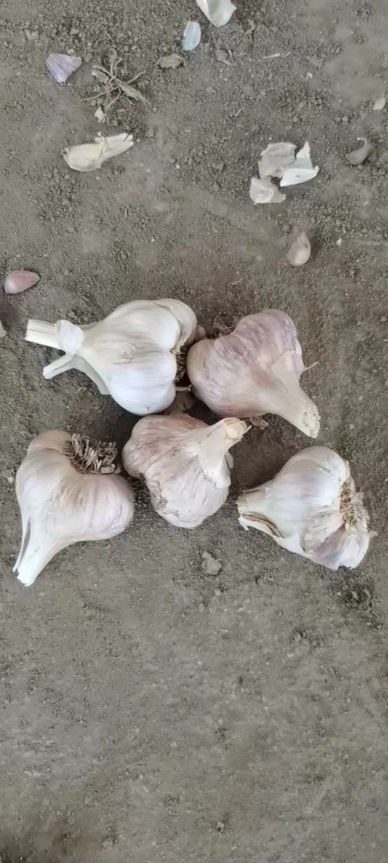 彭州精品软叶蒜，宝塔蒜，寒蒜，蒜苗蒜