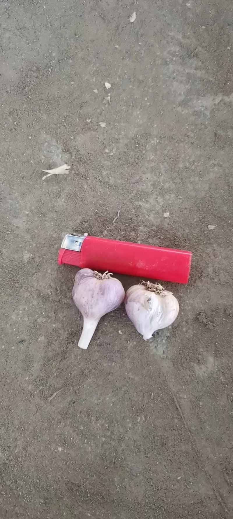 彭州精品软叶蒜，宝塔蒜，寒蒜，蒜苗蒜