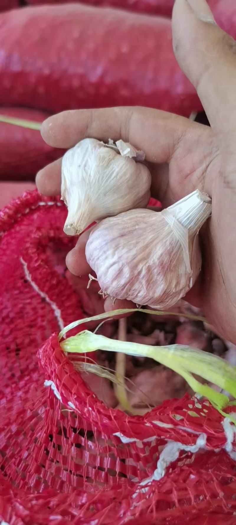彭州精品软叶蒜，宝塔蒜，寒蒜，蒜苗蒜