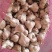彭州精品软叶蒜，宝塔蒜，寒蒜，蒜苗蒜