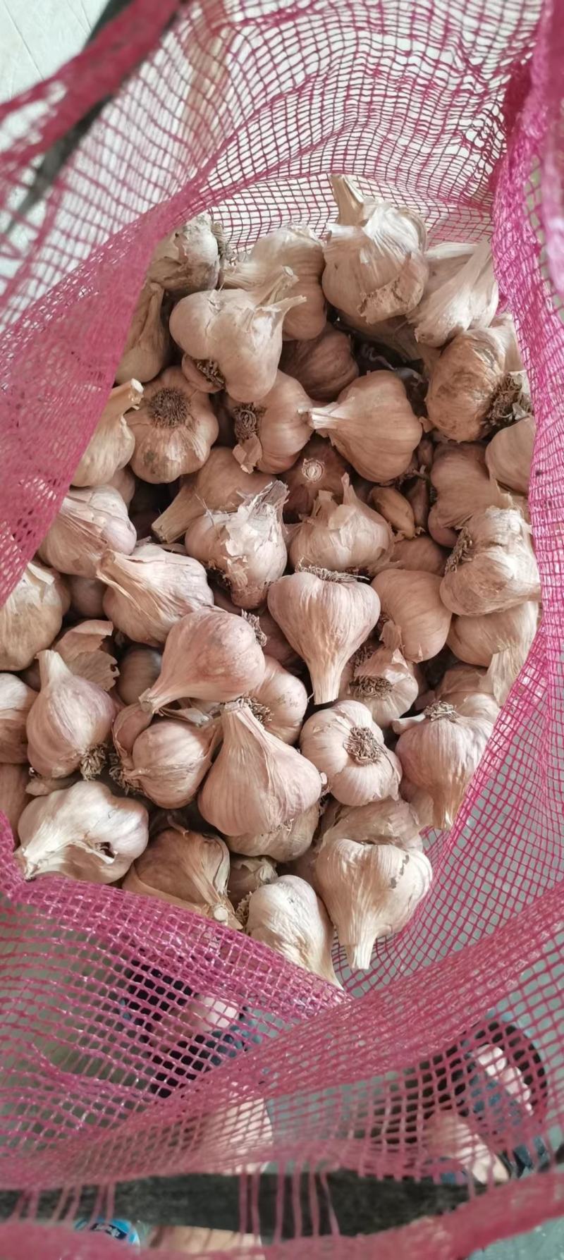 彭州精品软叶蒜，宝塔蒜，寒蒜，蒜苗蒜