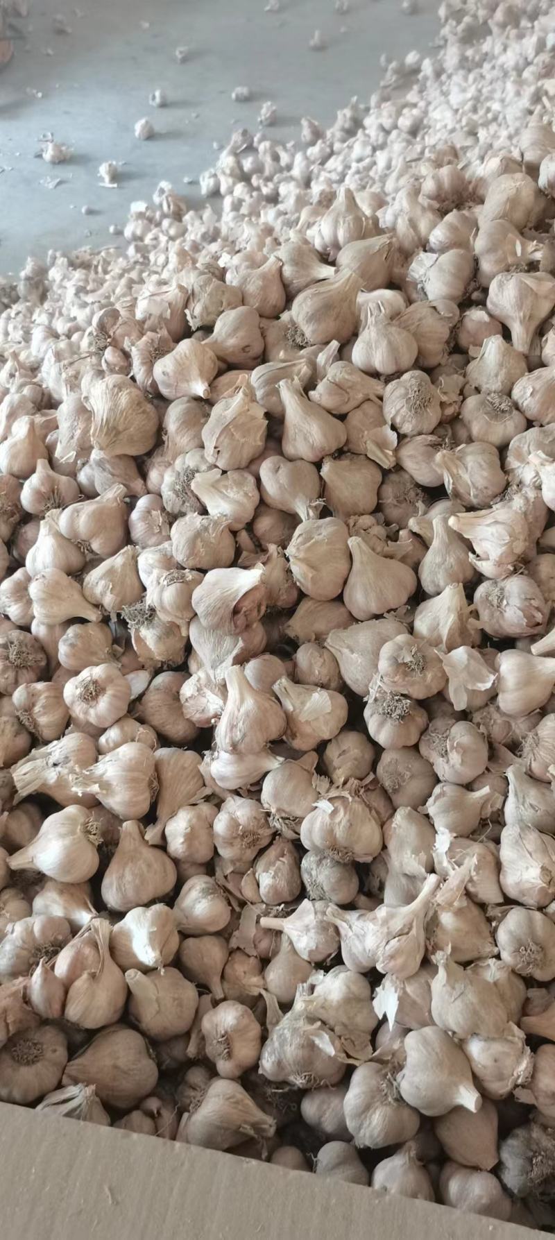 彭州精品软叶蒜，宝塔蒜，寒蒜，蒜苗蒜