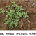 【荐】精品山东新鲜马齿苋菜产地直销一手货源质量保证